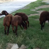 بره ماده قزل افشار|حیوانات مزرعه|سیمین شهر, |دیوار