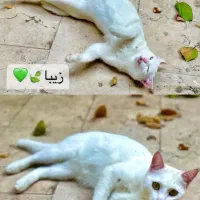 گربه گمشده