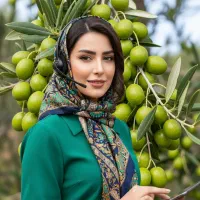 فروش ویژه نهال زیتون مانزانی