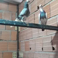 فروش کبوتر شازده سبز|پرنده|فریدون‌کنار, |دیوار