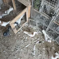 ۸ تا طوقی همه کاکلی پالخت دونه ۵۰۰|پرنده|نجف‌آباد, جلال آباد|دیوار