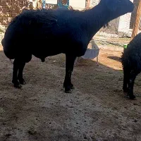 قوچ چهار ساله