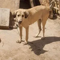 ماده پژدر