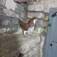 کفتر بوم ساده سرخ نر چادری قلدور