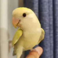 طوطی برزیلی کوتوله دستی ۷ ماهه نر بالغ|پرنده|اصفهان, الهیه|دیوار