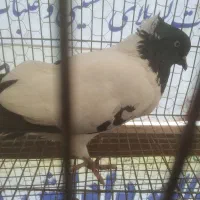 کبوتر پرستویی.فروش یا معاوضه|پرنده|آمل, |دیوار