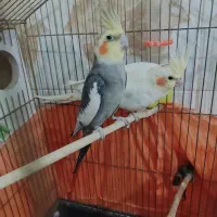 جفت عروس هلندی خوشگل و سالم