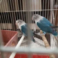 طوطی برزیلی فیشر