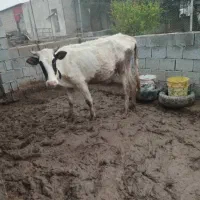 یک جفت گوساله درجه یک