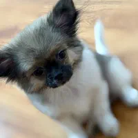 سگ شیووا مو بلند سایز صفر سگ جیبی