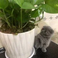 اسکاتیش دختر|گربه|تهران, دردشت|دیوار