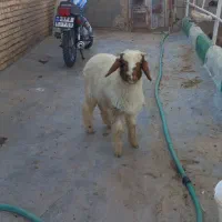 بره نر