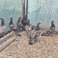 کبوتر کفتر پلاکی زرهی چاپی مسافتی مسابقه ای