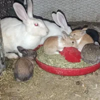 فروش یکجا چند عدد خرگوش