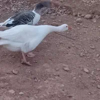 غازیک جفت نر وماده|حیوانات مزرعه|یاسوج, |دیوار