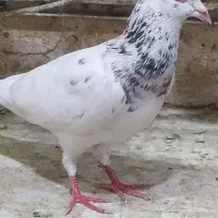 سارسرور..کلاغ نواری..طوقی هفترنگ