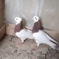 یه جفت طوقی قرمز|پرنده|میاندوآب, |دیوار