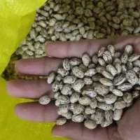 لوبیا چتی درجه یک بشرط