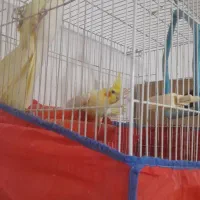 جوجه عروس هلندی