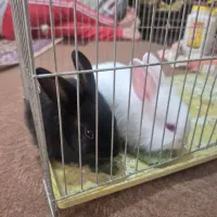 دوتا خرگوش|موش و خرگوش|آذرشهر, |دیوار