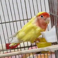 پرنده طوطی تربیت شده جوان|پرنده|زنجان, |دیوار