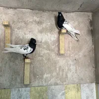جفت سر سیاه عروسک|پرنده|رفسنجان, |دیوار