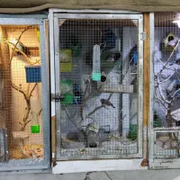 مرغ عشق و فنچ با قفس یکجا|پرنده|قزوین, |دیوار