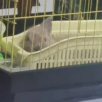 واگذاری خرگوش رایگان