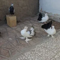 چتری  سینه دمسیاه|پرنده|ساوه, |دیوار