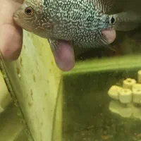 ماهی فلاور|ماهی|اصفهان, بهارستان|دیوار