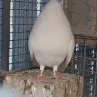 نر گلپنبه یه سر یاهو