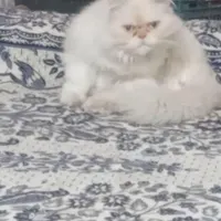 واگذاری گربه پرشین