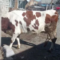 گاو گوشتی|حیوانات مزرعه|سیلوانه, |دیوار