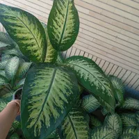 گل طبیعی دیفن باخیا|گل و گیاه طبیعی|قشم, |دیوار