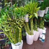 آف ویژه گل آپارتمانی