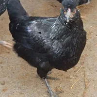 نیمچه گلین و نیمچه محلی|حیوانات مزرعه|سنقر, |دیوار