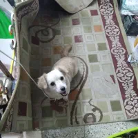 سگ پا کوتاه|سگ|اسفراین, |دیوار