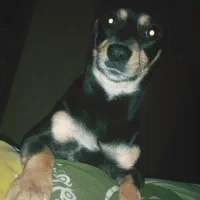 واگذاری سگ رایگان نژاد جک راسل|سگ|فولادشهر, A4|دیوار