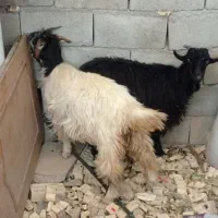 2 عدد بیگ خوب با قیمت مناسب