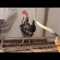 خروس گلین محلی اصل|حیوانات مزرعه|شیراز, سعدیه جنوبی|دیوار