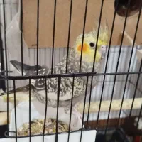 عروس هلندی تخم گذار