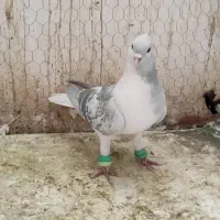 نر ساده مگسی کاکلی|پرنده|فرح دشت, |دیوار