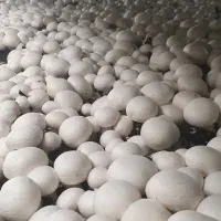 خاک و کمپوست قارچ دکمه ای سموم تجهیزات بسته بندی