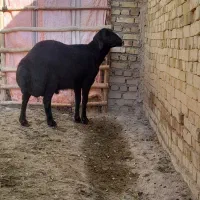 قوچ اصل قره قیزل