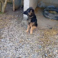 سگ ژرمن|سگ|فومن, |دیوار