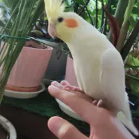 عروس هلندی نر و ماده
