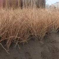 نهال پر کیفیت و اصلاح شده|خدمات باغبانی و درختکاری|زرین آباد, |دیوار