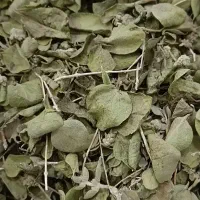 آویشن پهن کوهی (کوه پردیس جم)