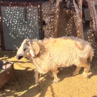 قوچ ونری|حیوانات مزرعه|سیرجان, |دیوار