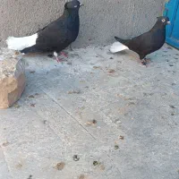 نروماده دم سفیدو..|پرنده|سبزوار, رباط|دیوار